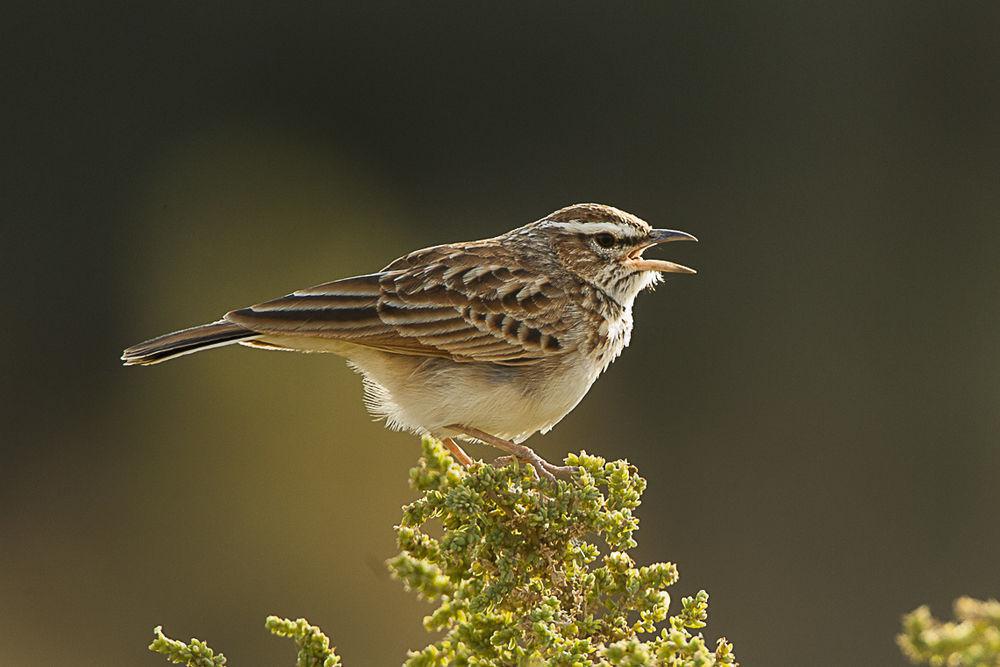 黄褐歌百灵 / Fawn-colored Lark / Calendulauda africanoides