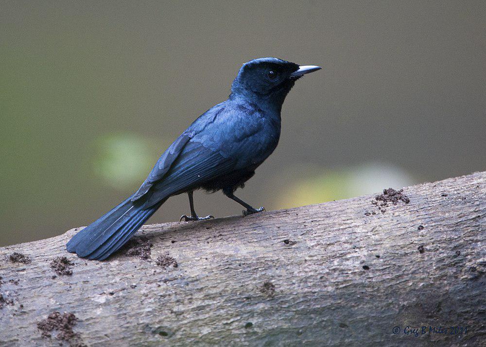 辉阔嘴鹟 / Shining Flycatcher / Myiagra alecto