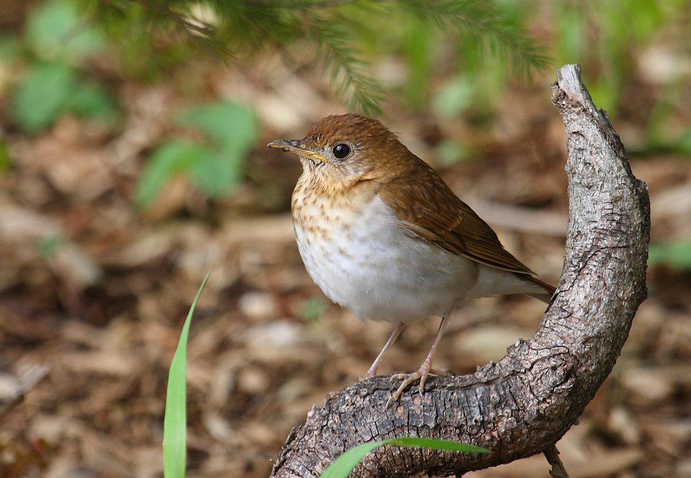 棕夜鸫 / Veery / Catharus fuscescens