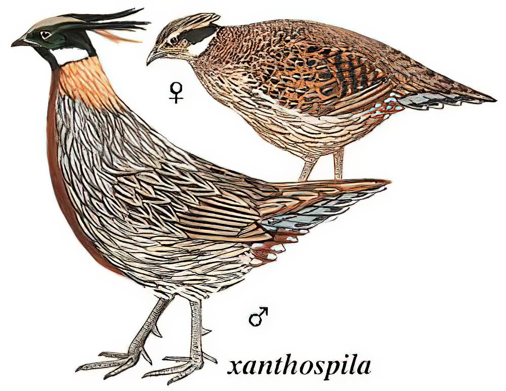 勺鸡 / Koklass Pheasant / Pucrasia macrolopha