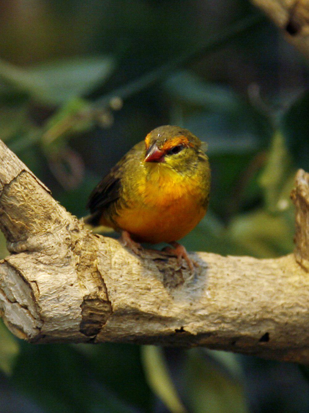 橙腹梅花雀 / Orange-breasted Waxbill / Amandava subflava