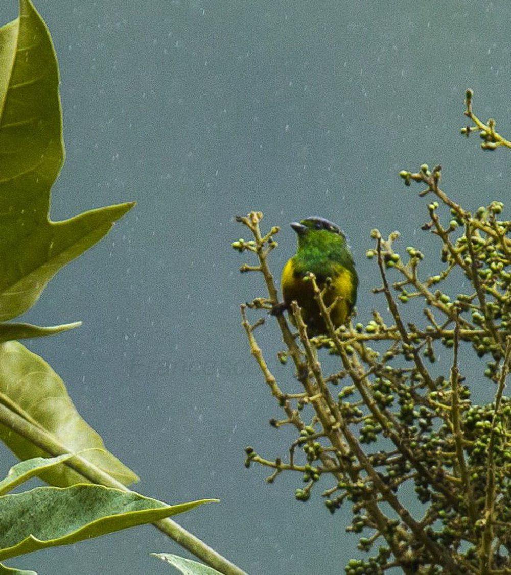 栗胸绿雀 / Chestnut-breasted Chlorophonia / Chlorophonia pyrrhophrys