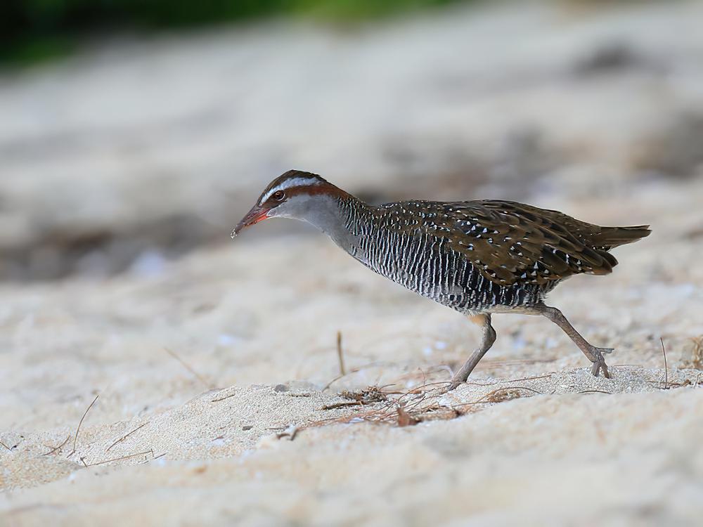 红眼斑秧鸡 / Buff-banded Rail / Hypotaenidia philippensis