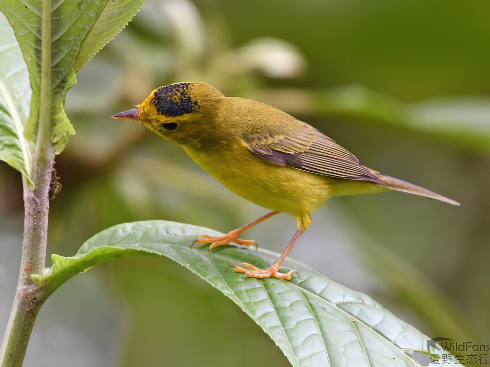 黑头威森莺 / Wilson\'s Warbler / Cardellina pusilla