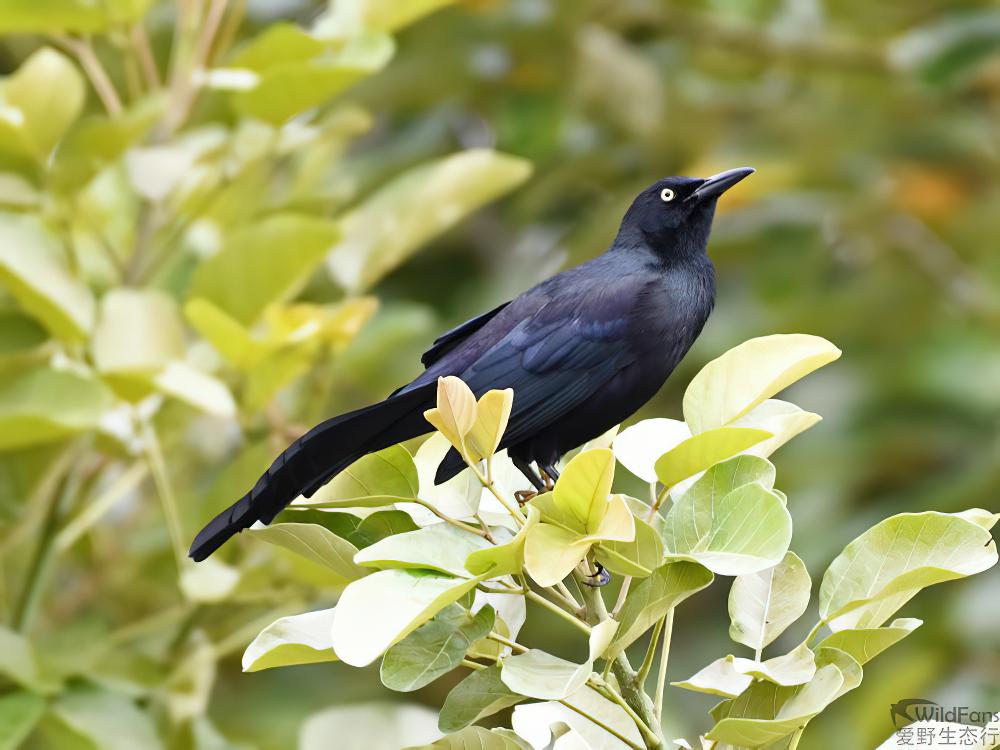 尼加拉瓜拟八哥 / Nicaraguan Grackle / Quiscalus nicaraguensis