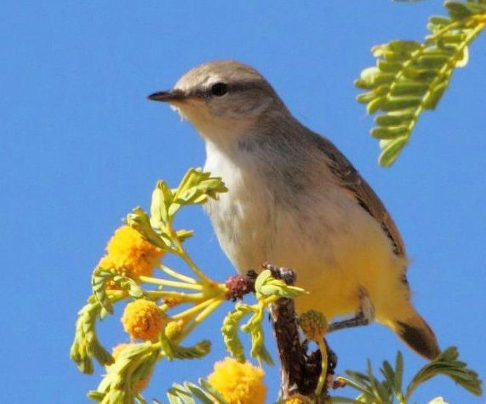 黄嘴孤莺 / Yellow-bellied Eremomela / Eremomela icteropygialis