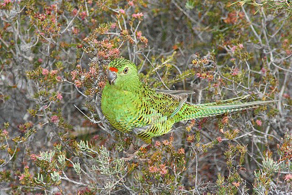 西地鹦鹉 / Western Ground Parrot / Pezoporus flaviventris