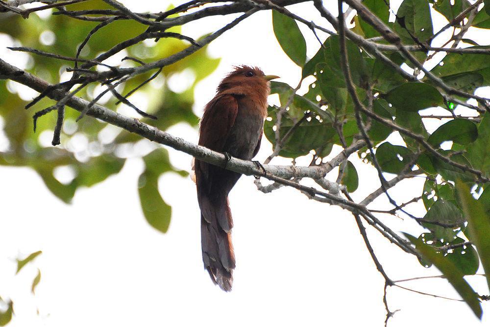 小棕鹃 / Little Cuckoo / Coccycua minuta