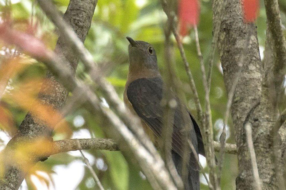 锈胸杜鹃 / Rusty-breasted Cuckoo / Cacomantis sepulcralis