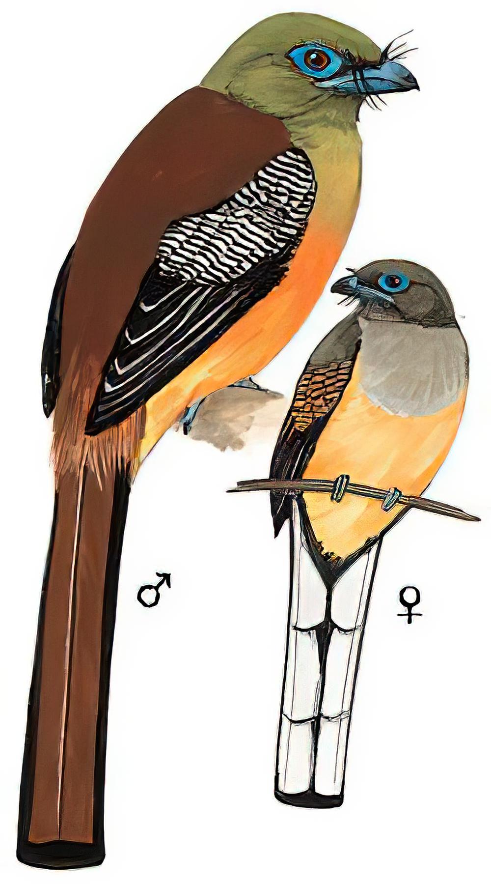 橙胸咬鹃 / Orange-breasted Trogon / Harpactes oreskios