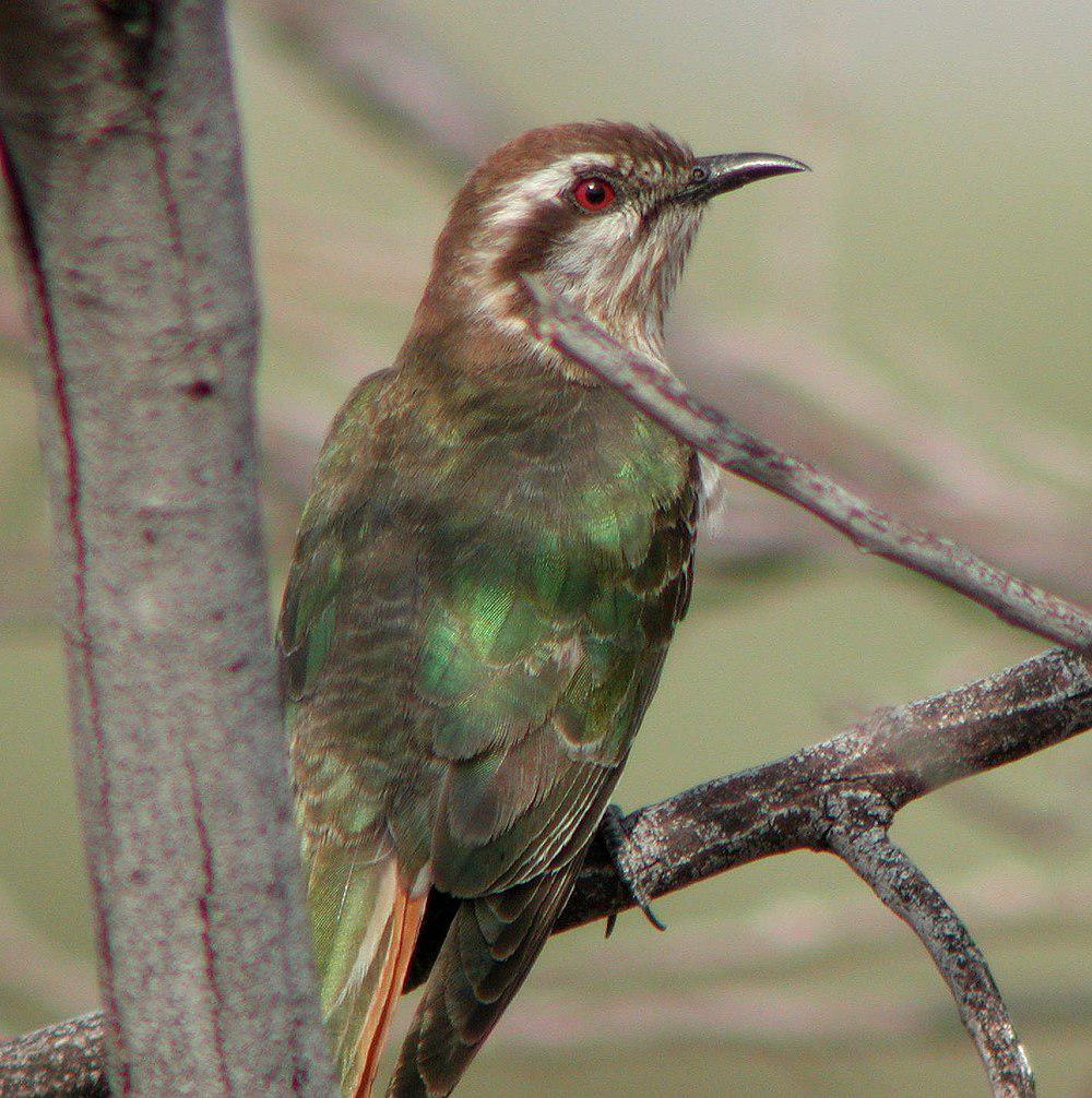 霍氏金鹃 / Horsfield\'s Bronze Cuckoo / Chrysococcyx basalis