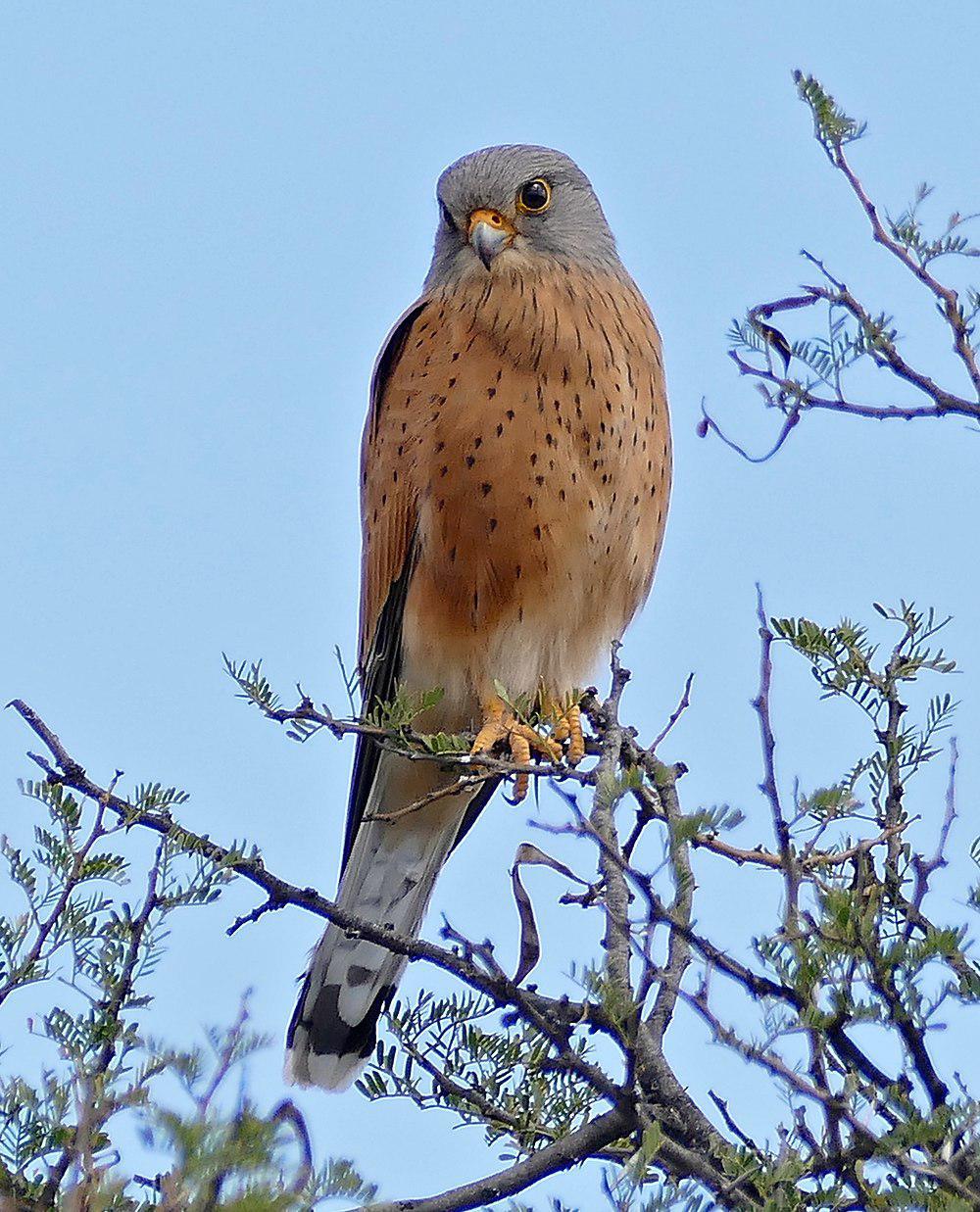 岩隼 / Rock Kestrel / Falco rupicolus