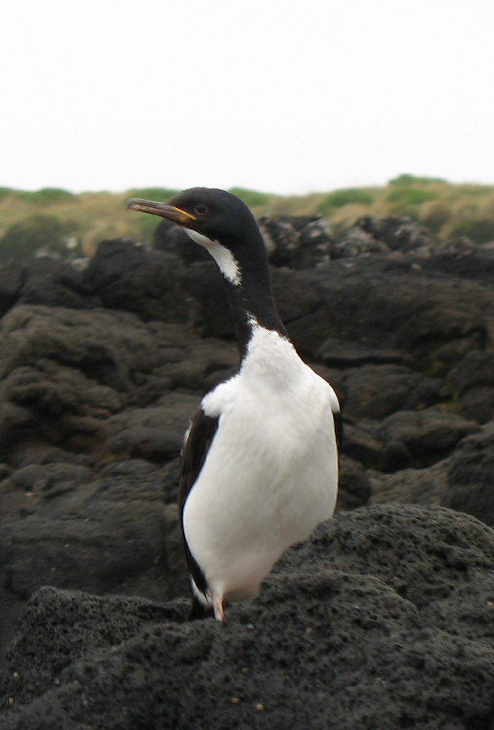 奥岛鸬鹚 / Auckland Shag / Leucocarbo colensoi