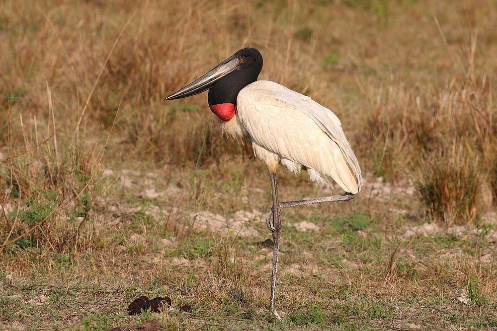 裸颈鹳 / Jabiru / Jabiru mycteria