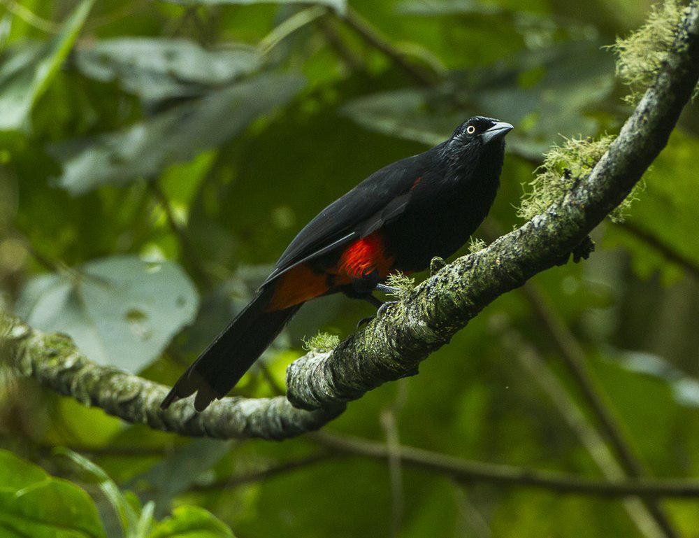 红腹拟鹩哥 / Red-bellied Grackle / Hypopyrrhus pyrohypogaster