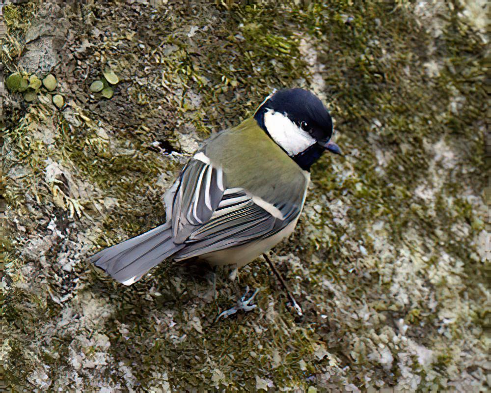 远东山雀 / Japanese Tit / Parus minor