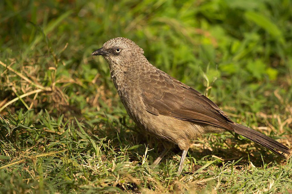 黑眼先鸫鹛 / Black-lored Babbler / Turdoides sharpei