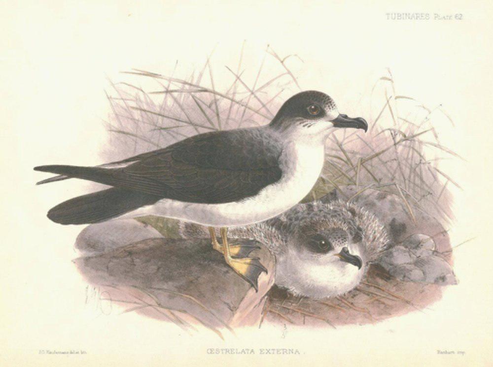 百颈圆尾鹱 / Juan Fernandez Petrel / Pterodroma externa