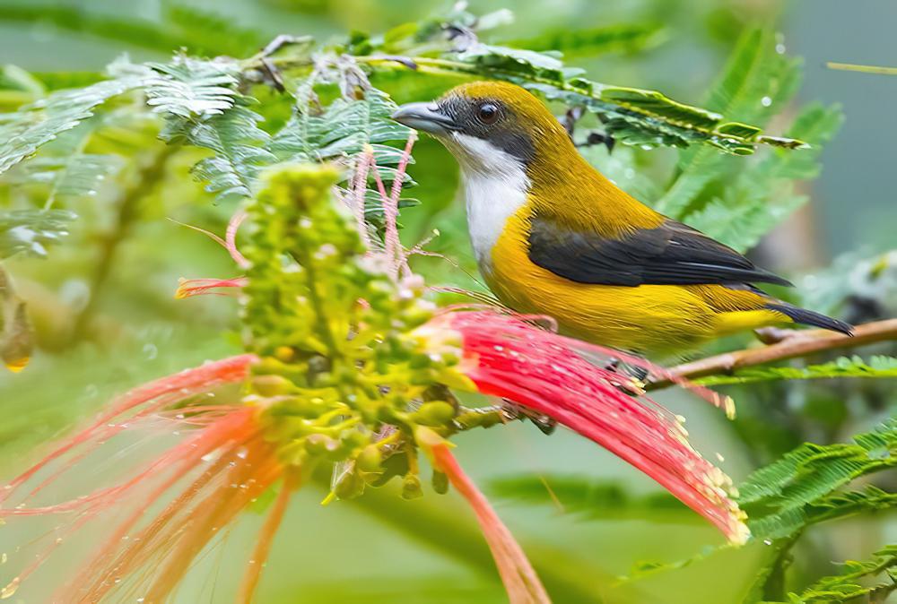 黄胁啄花鸟 / Yellow-sided Flowerpecker / Dicaeum aureolimbatum