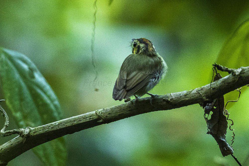 金冠铲嘴雀 / Golden-crowned Spadebill / Platyrinchus coronatus