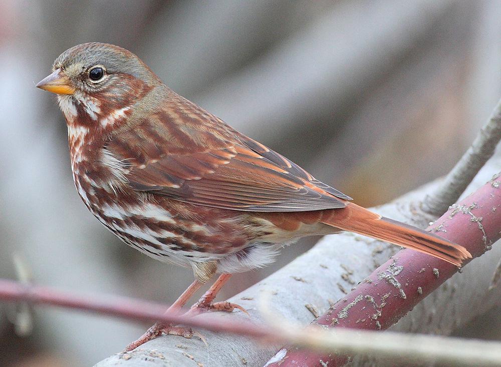 狐色雀鹀 / Red Fox Sparrow / Passerella iliaca