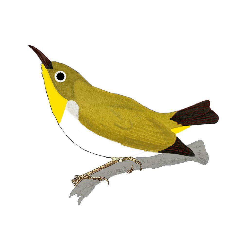 淡腹绣眼鸟 / Pale-bellied White-eye / Zosterops consobrinorum