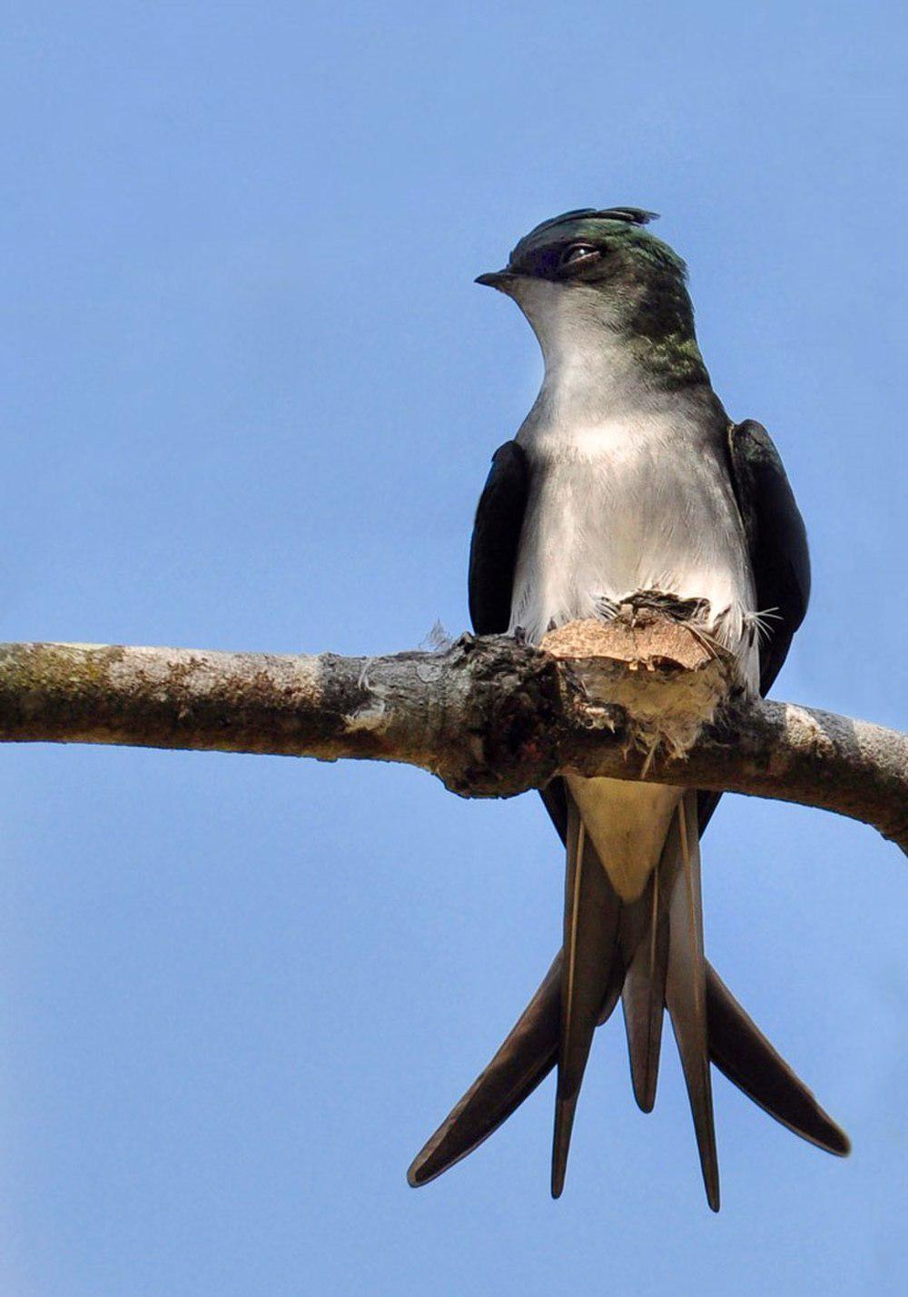 灰腰雨燕 / Grey-rumped Treeswift / Hemiprocne longipennis