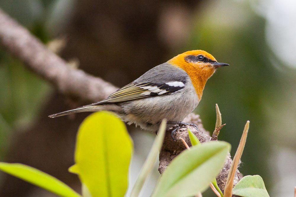 橄榄绿森莺 / Olive Warbler / Peucedramus taeniatus