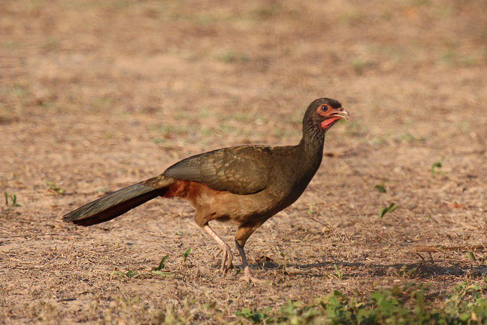 乔科小冠雉 / Chaco Chachalaca / Ortalis canicollis