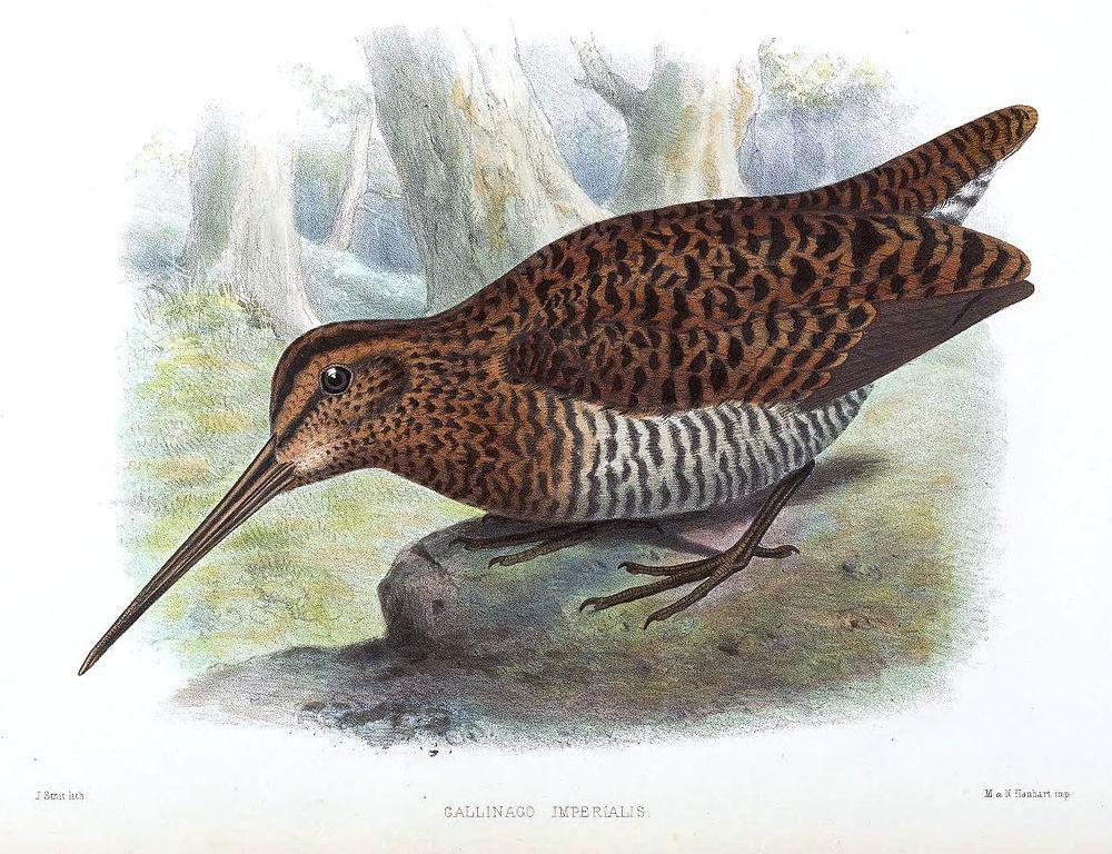 大厚嘴沙锥 / Imperial Snipe / Gallinago imperialis