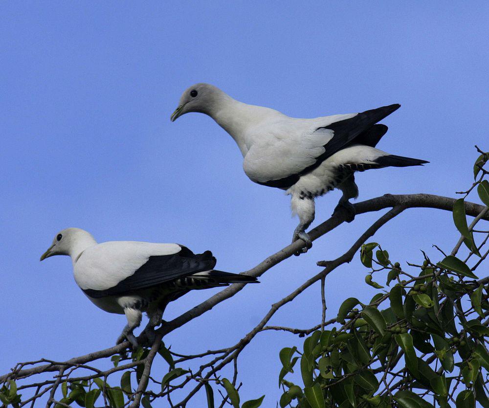 澳洲斑皇鸠 / Torresian Imperial Pigeon / Ducula spilorrhoa