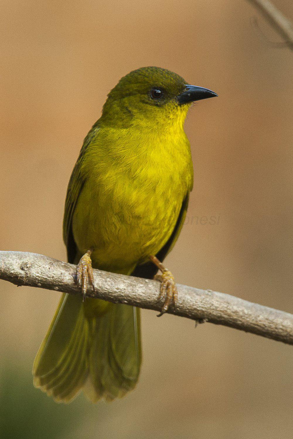 巴西绿唐纳雀 / Olive-green Tanager / Orthogonys chloricterus