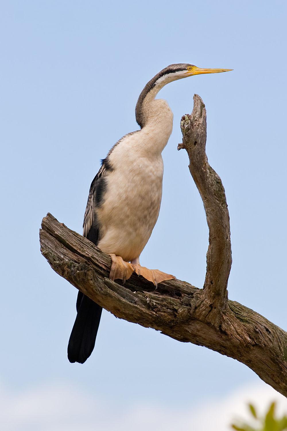 澳洲蛇鹈 / Australasian Darter / Anhinga novaehollandiae