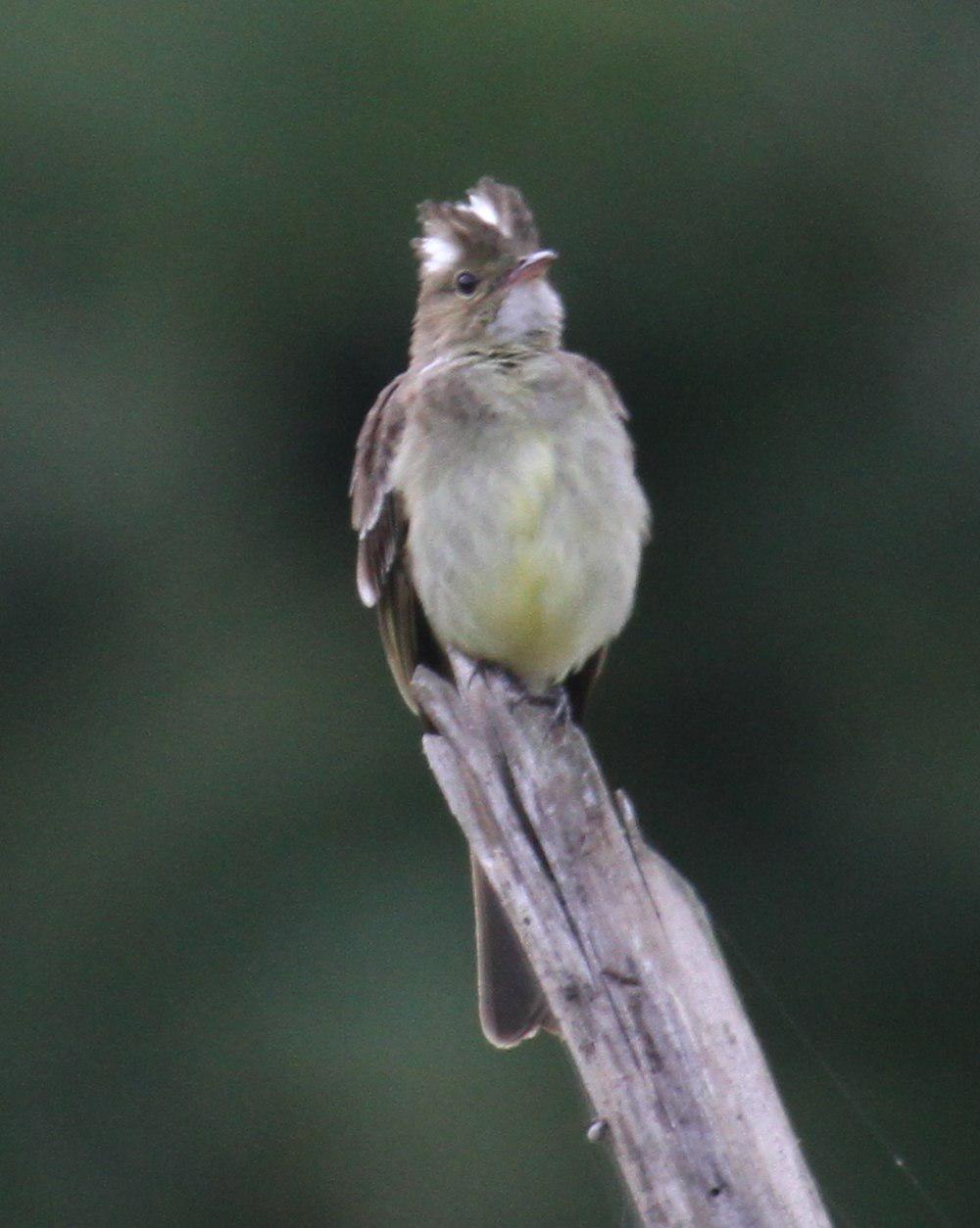 斑背拟霸鹟 / Mottle-backed Elaenia / Elaenia gigas