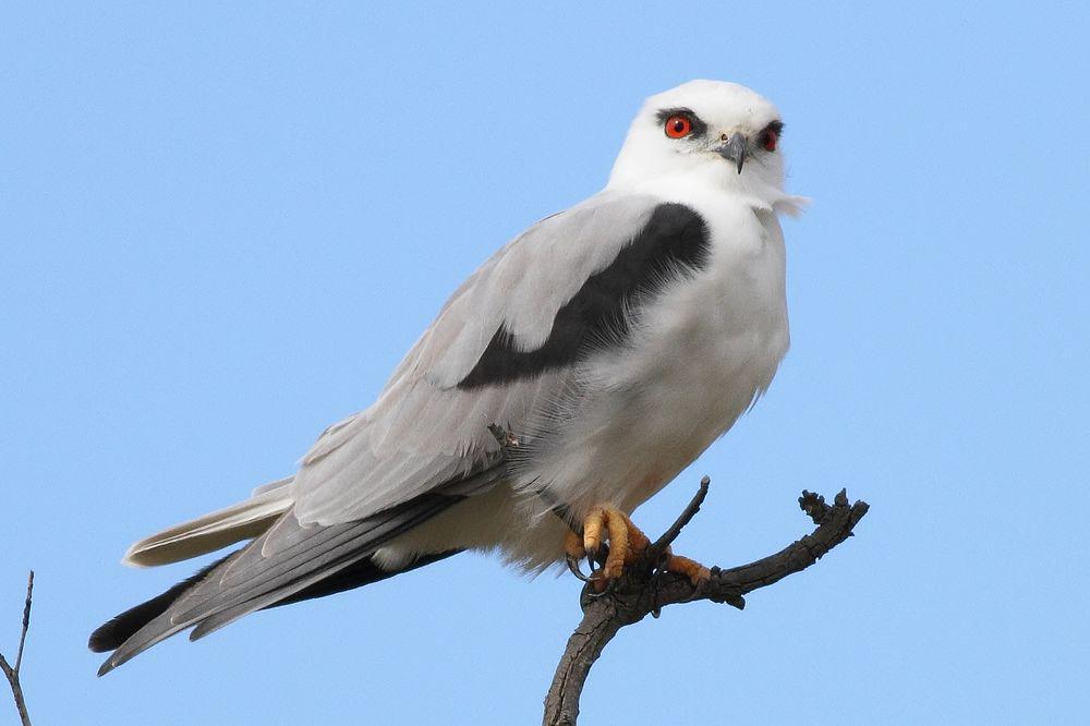 澳洲鸢 / Black-shouldered Kite / Elanus axillaris