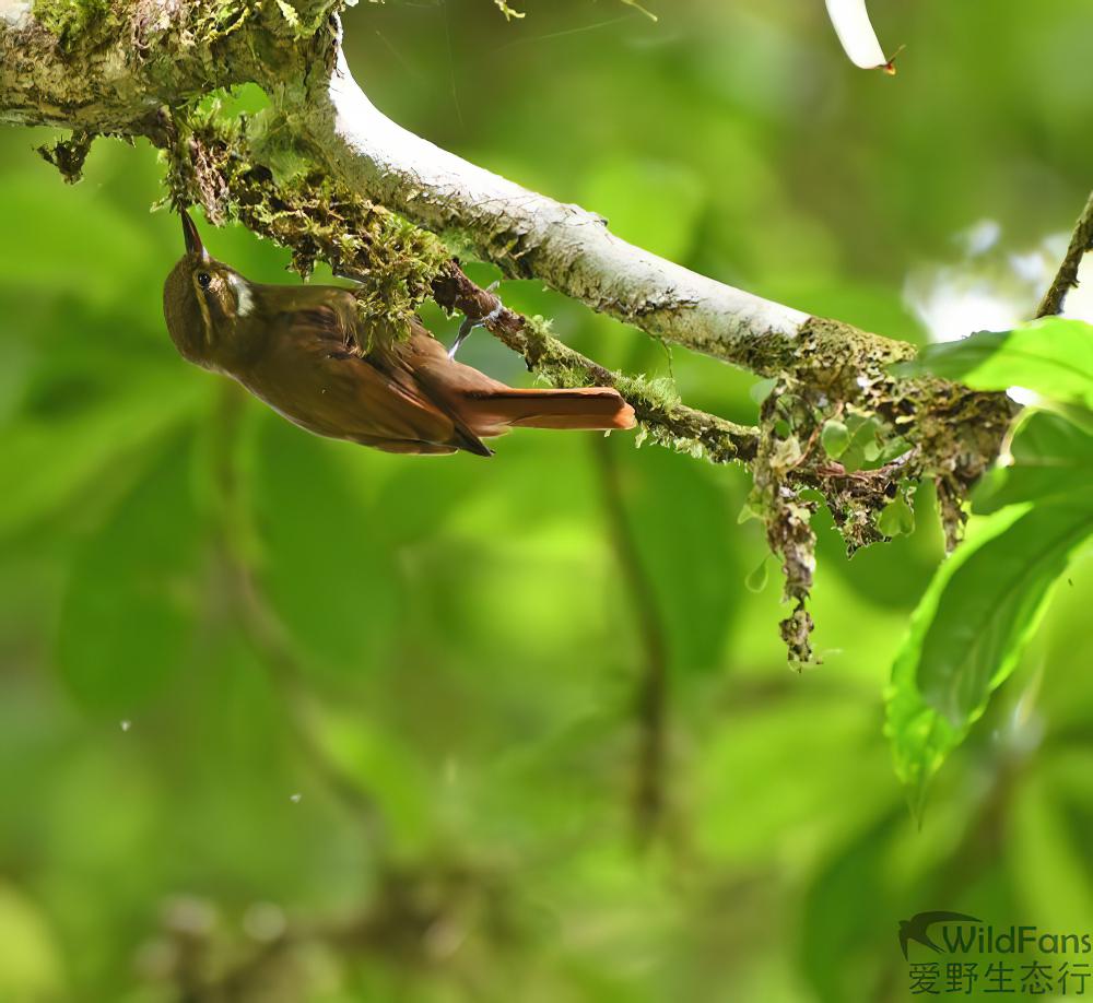 纯色翘嘴雀 / Plain Xenops / Xenops minutus