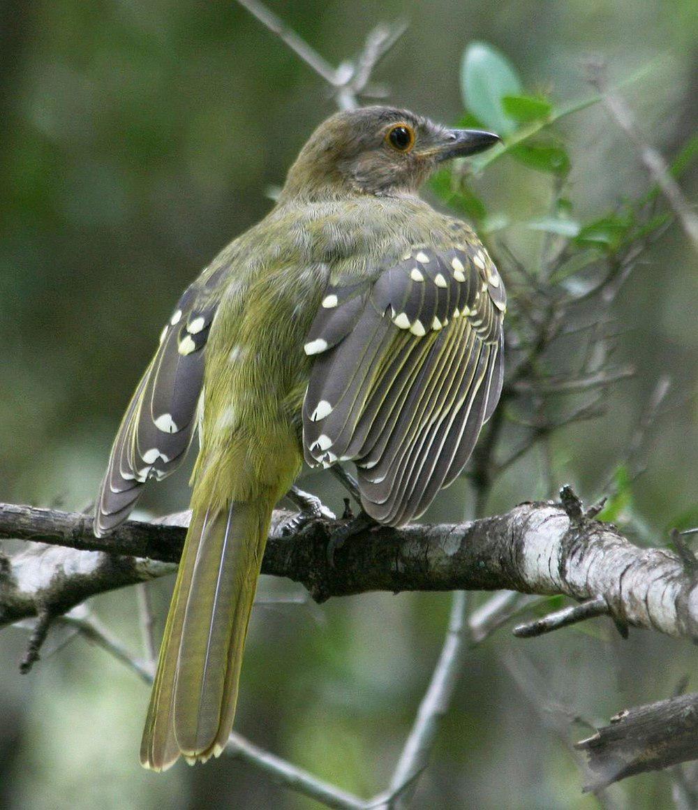 东非斗鹎 / Eastern Nicator / Nicator gularis