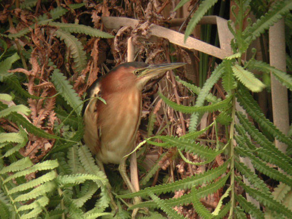 黑背苇鳽 / Black-backed Bittern / Ixobrychus dubius