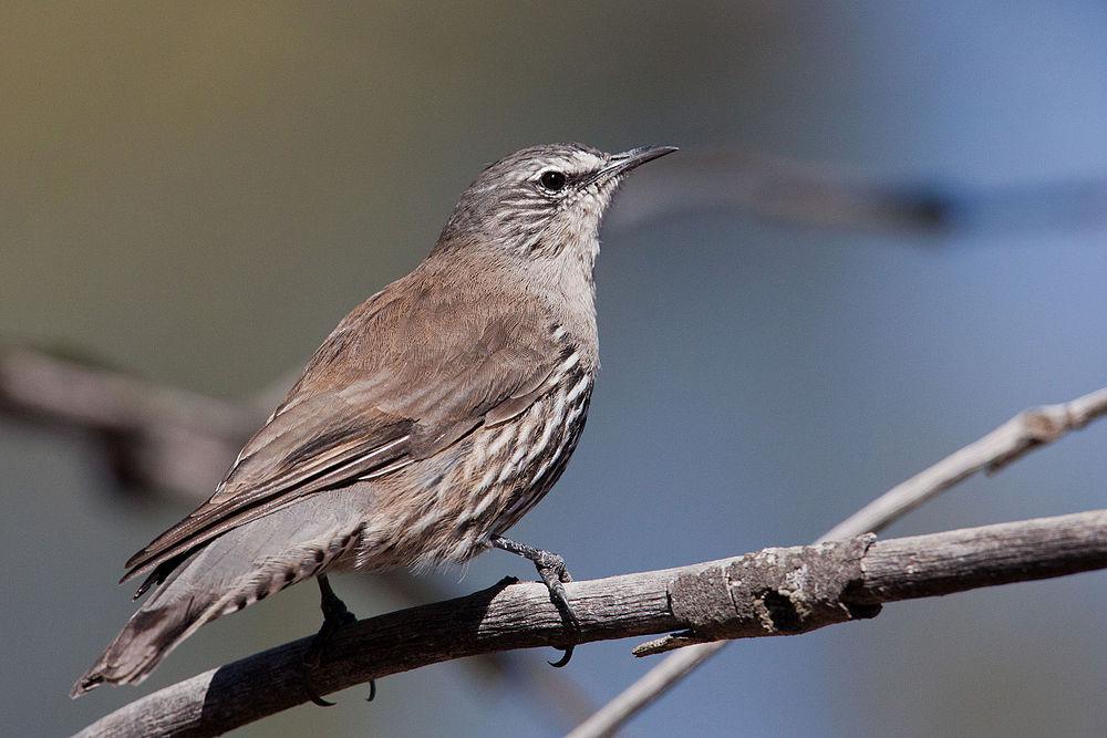 白眉短嘴旋木雀 / White-browed Treecreeper / Climacteris affinis