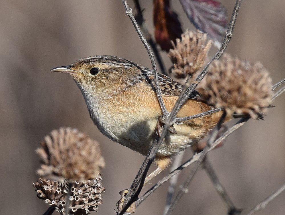 北美沼泽鹪鹩 / Sedge Wren / Cistothorus stellaris