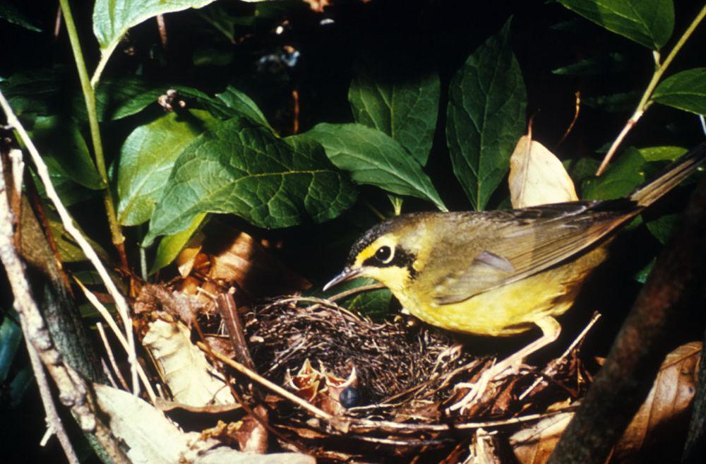 黄腹地莺 / Kentucky Warbler / Geothlypis formosa