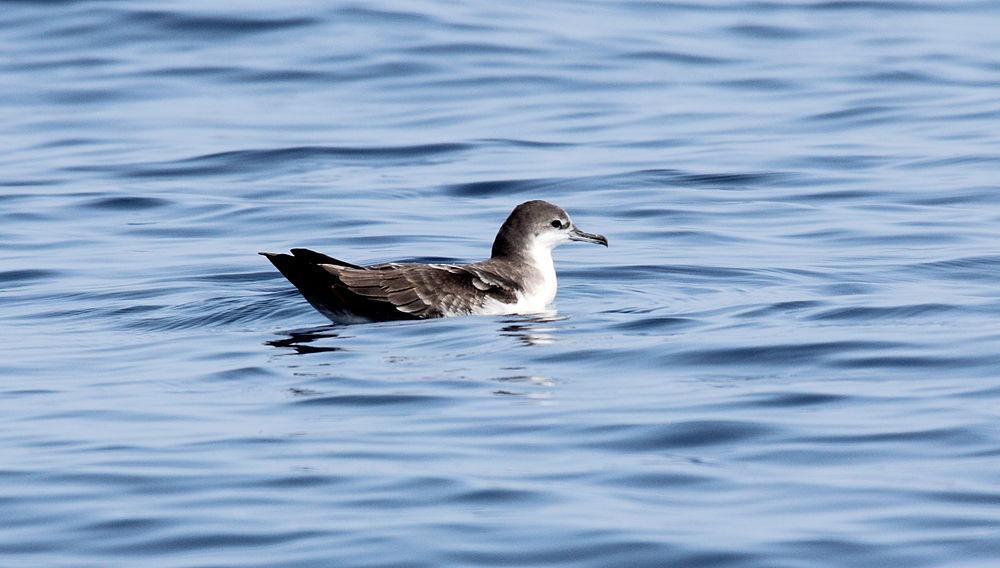 加岛鹱 / Galapagos Shearwater / Puffinus subalaris