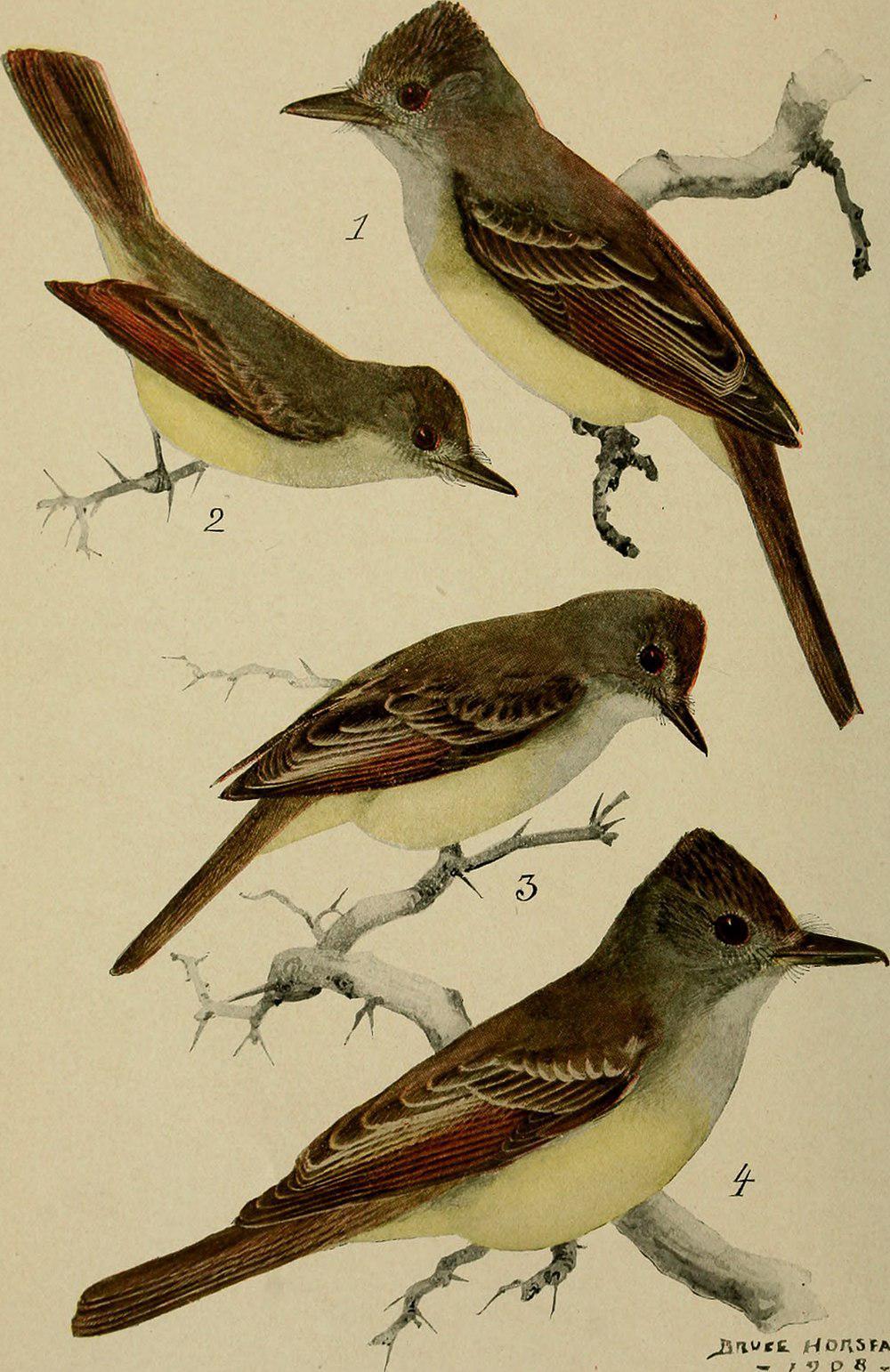 绿鹟 / Olivaceous Flycatcher / Muscicapa olivascens