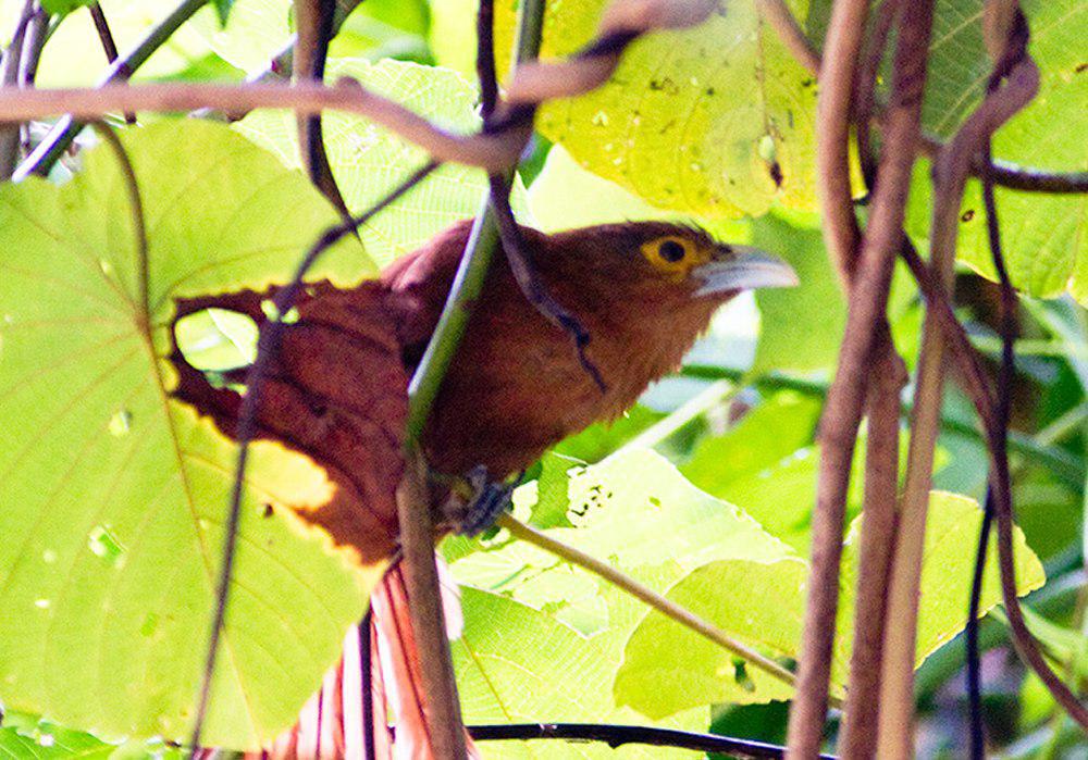 棕鸦鹃 / Rufous Coucal / Centropus unirufus