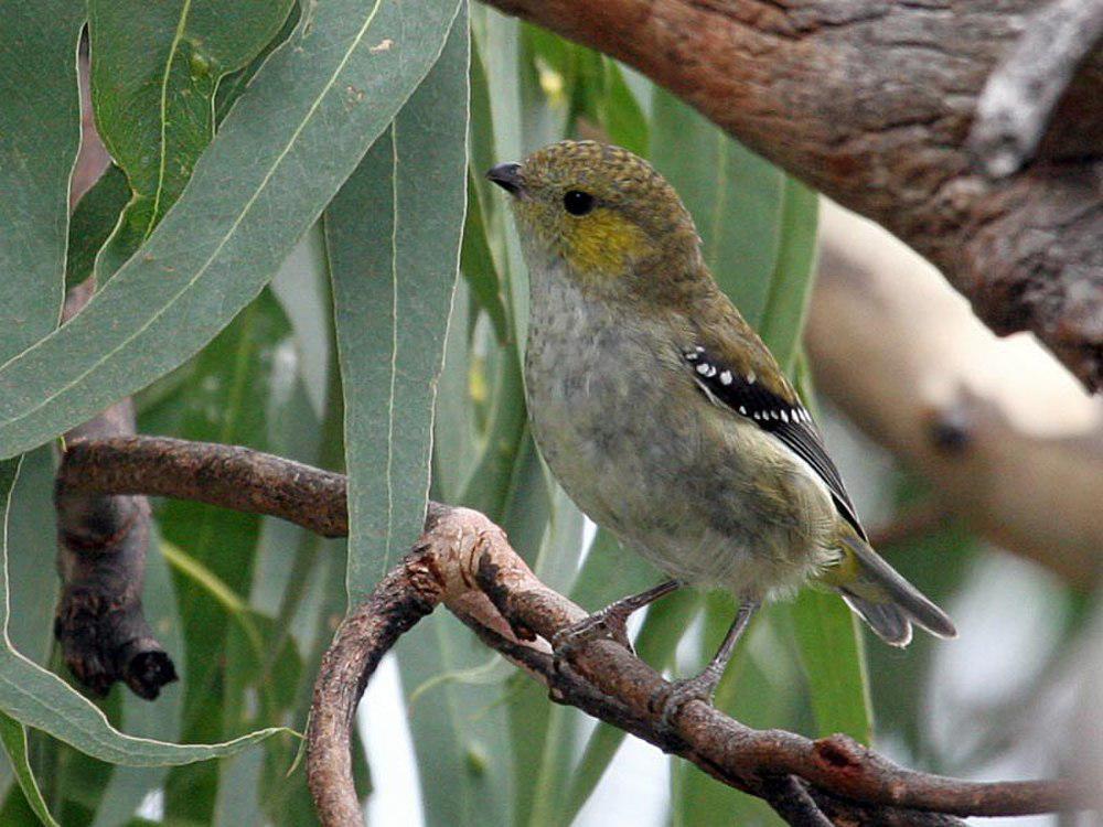 多斑食蜜鸟 / Forty-spotted Pardalote / Pardalotus quadragintus