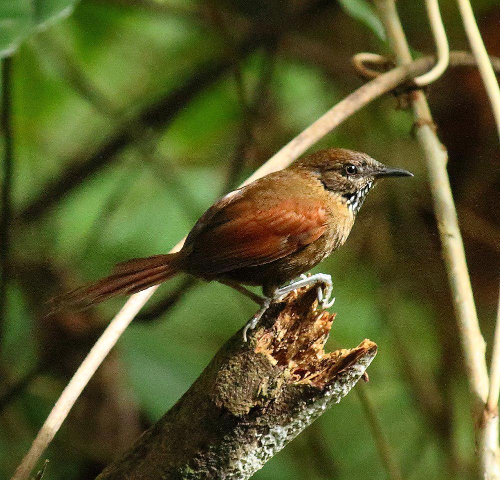 纹胸针尾雀 / Stripe-breasted Spinetail / Synallaxis cinnamomea