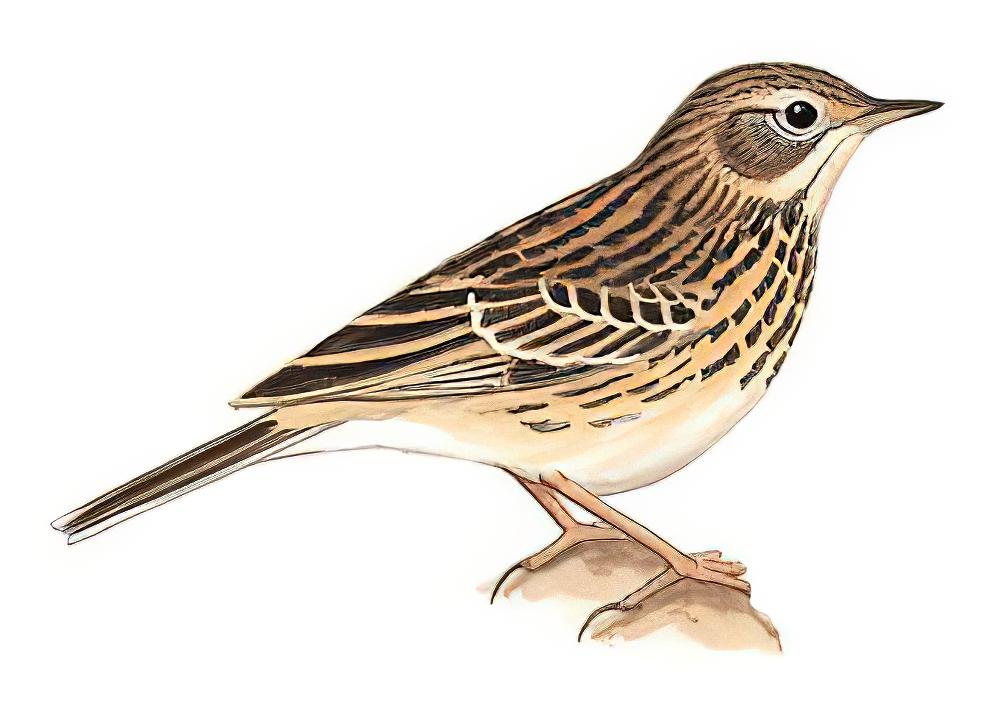 草地鹨 / Meadow Pipit / Anthus pratensis