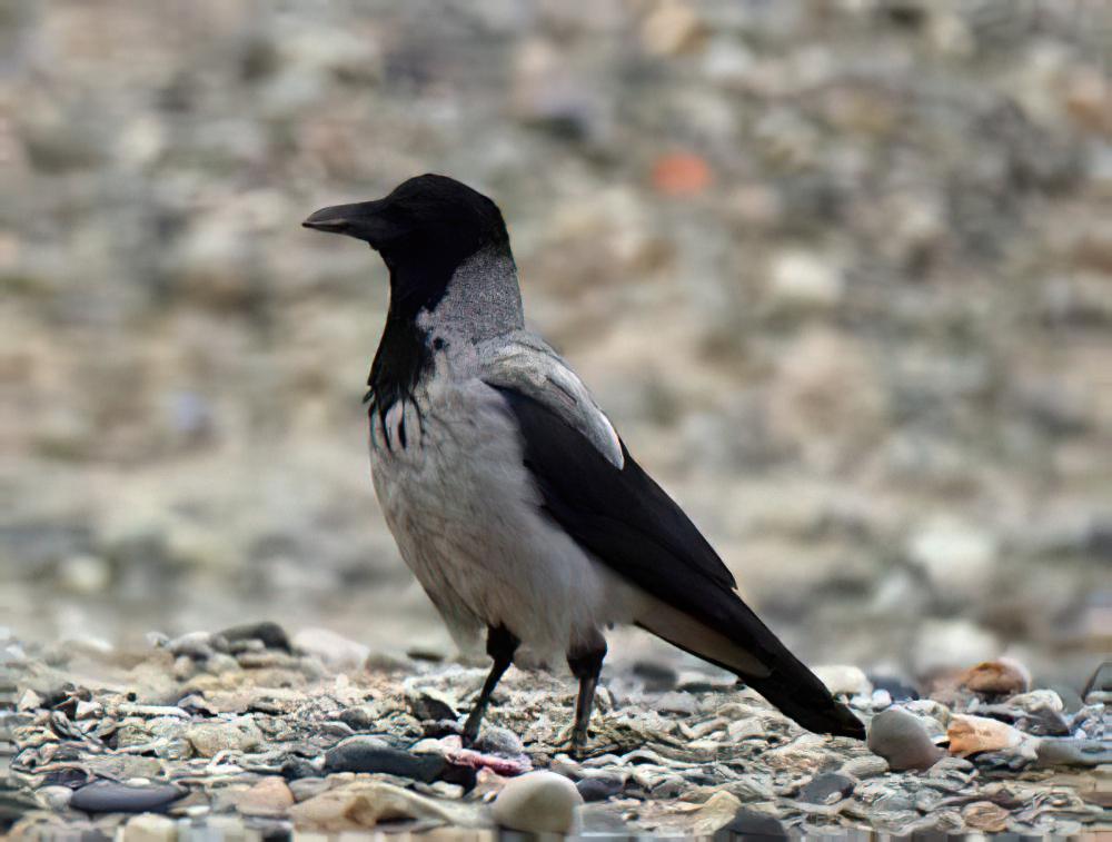 冠小嘴乌鸦 / Hooded Crow / Corvus cornix