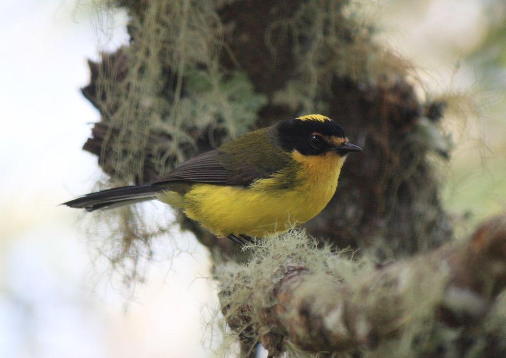 黄顶鸲莺 / Yellow-crowned Whitestart / Myioborus flavivertex