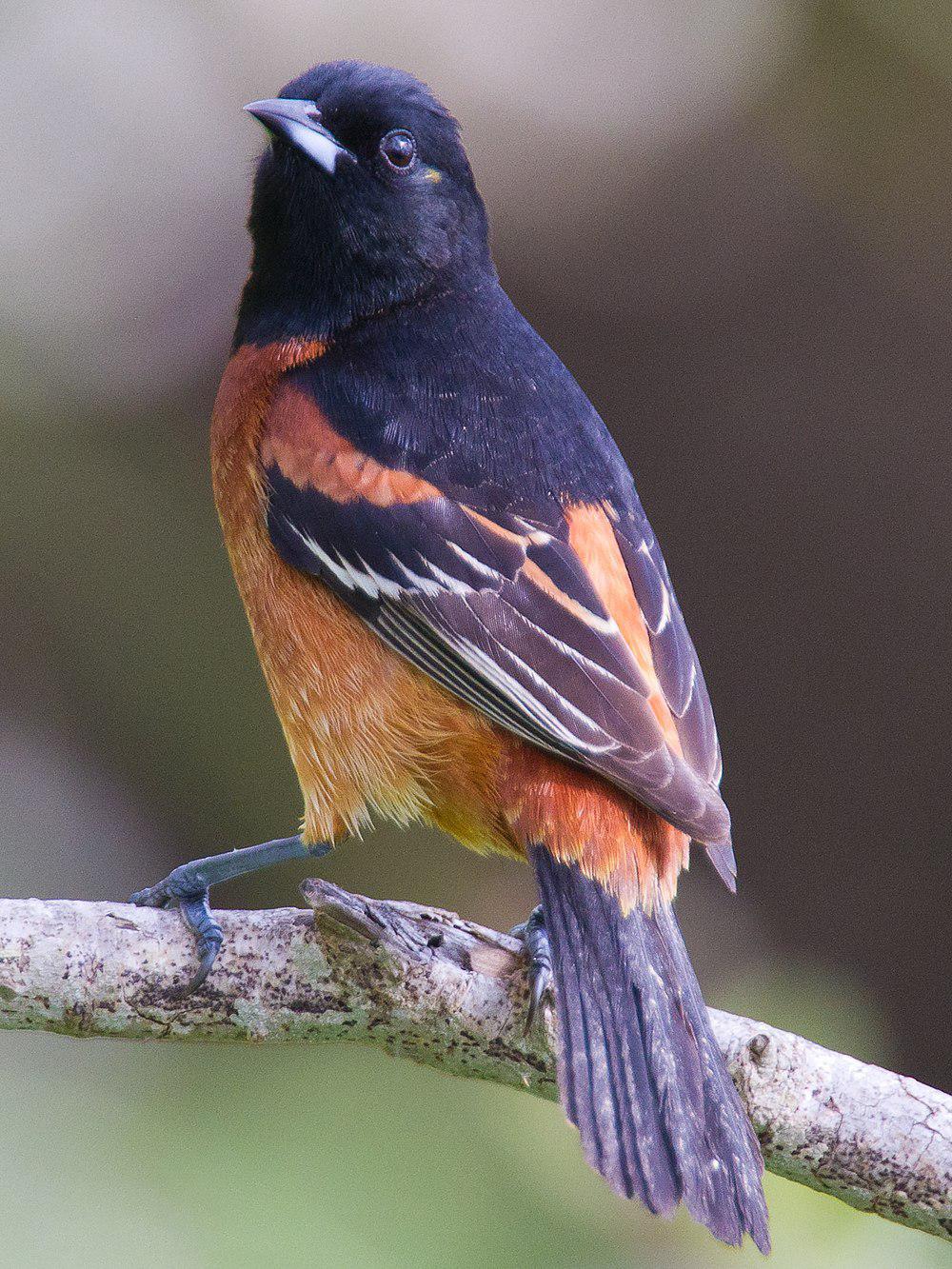 赭拟鹂 / Ochre Oriole / Icterus fuertesi